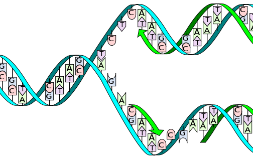 dna replication split horizontal