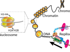 replisome chromatin 9