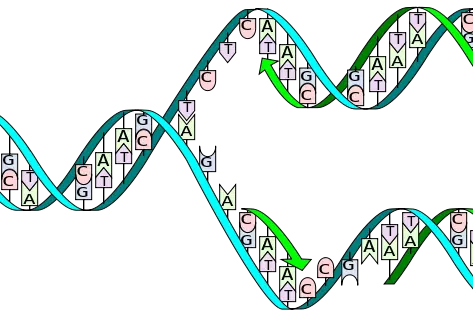 dna replication split horizontal