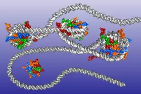 replisome chromatin 
